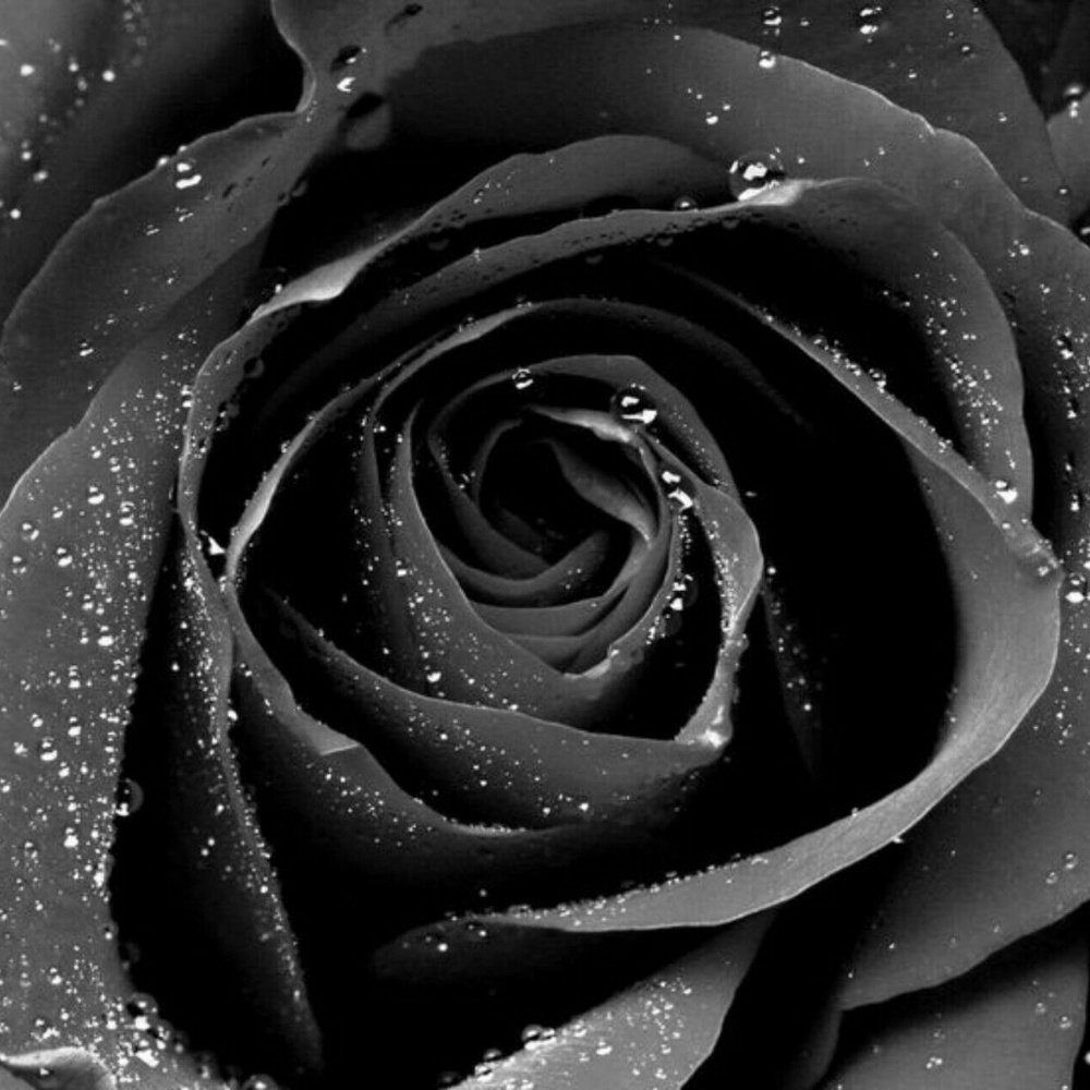 Meet your Posher, Laveda